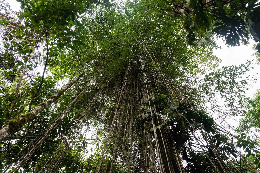 Hakuna Matata Amazon Lodge Archidona Εξωτερικό φωτογραφία